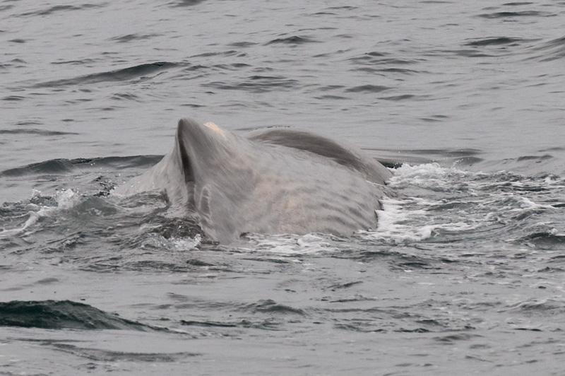66 Kaskelotti 18.jpg - Kyomy on noin kolmasosan nisakkaan pituudesta kohdalla takaapain katsottuna